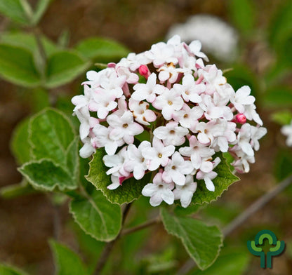 Viburnum carlesii 'Juddii'