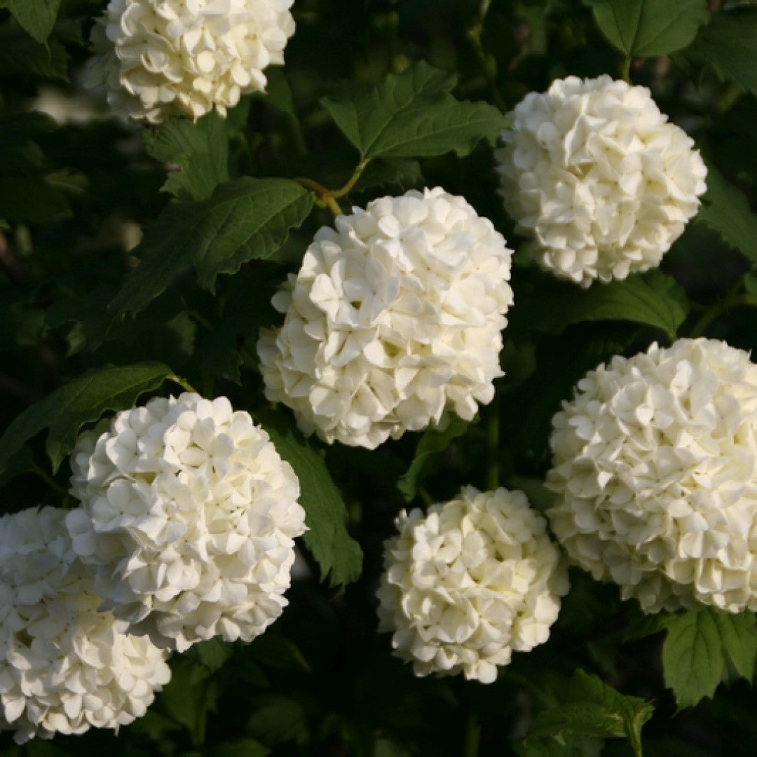 Viburnum opulus 'Roseum'