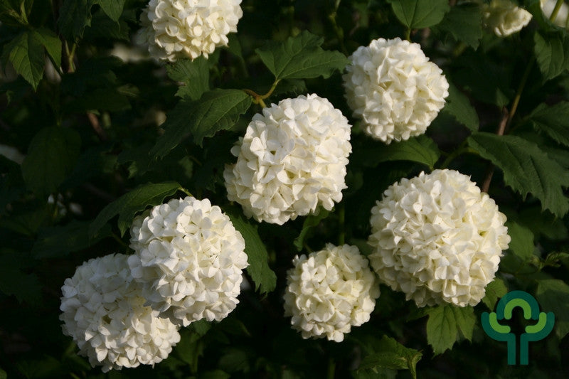 Viburnum opulus 'Roseum'