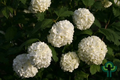 Viburnum opulus 'Roseum'