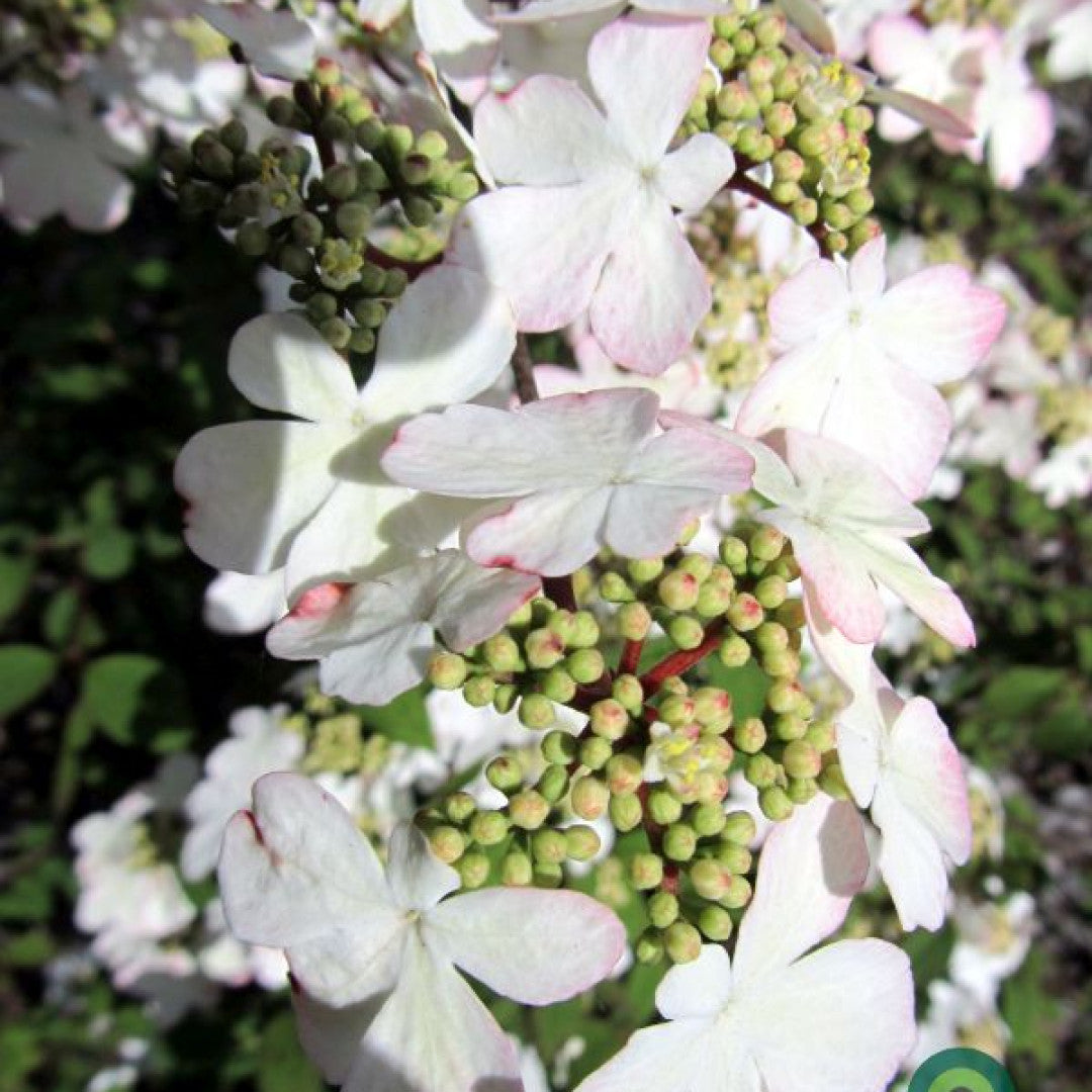 Viburnum plicatum 'Kilimandjaro Sunrise' ®