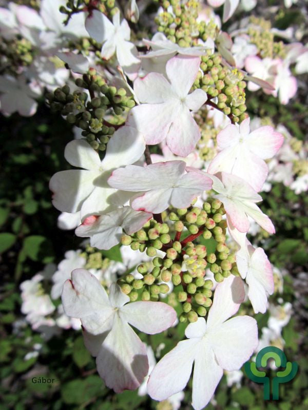 Viburnum plicatum 'Kilimandjaro Sunrise' ®