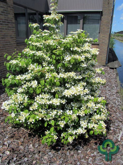 Viburnum plicatum 'Kilimandjaro'