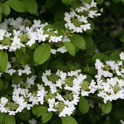 Viburnum plicatum 'Watanabe'