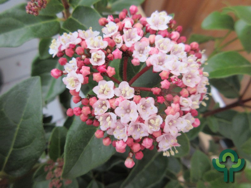 Viburnum tinus Lisarose