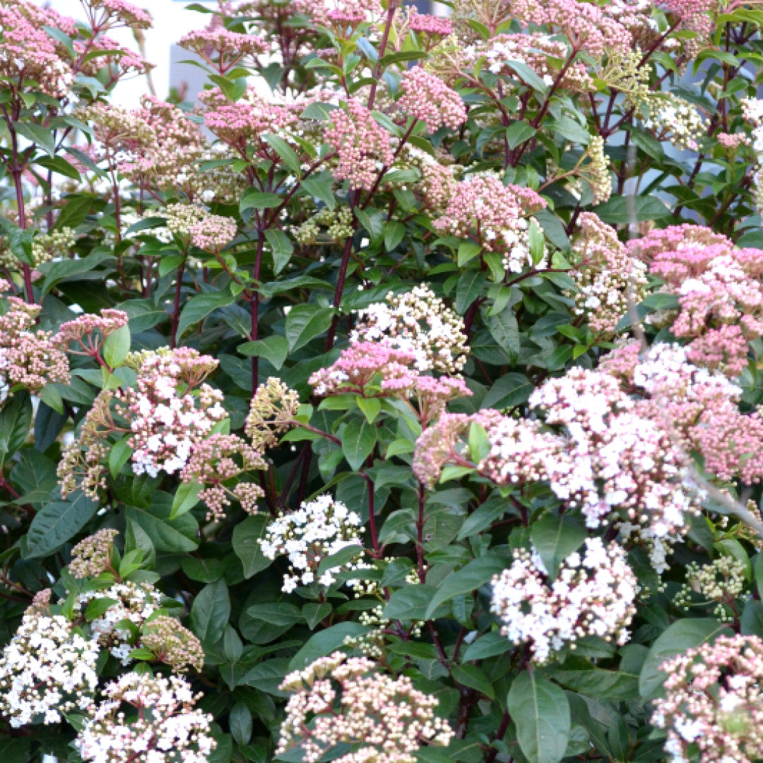 Viburnum tinus 'Eve Price'
