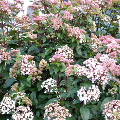 Viburnum tinus 'Eve Price'