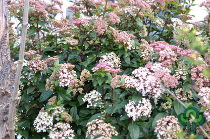 Viburnum tinus 'Eve Price'