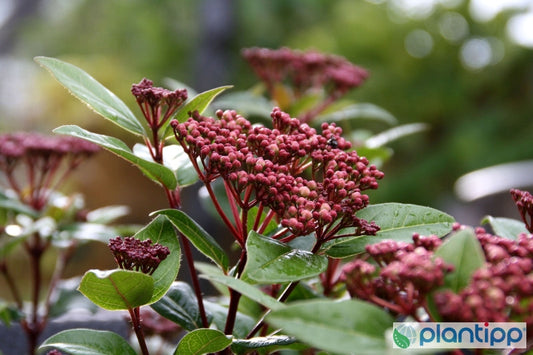Viburnum tinus Spirit