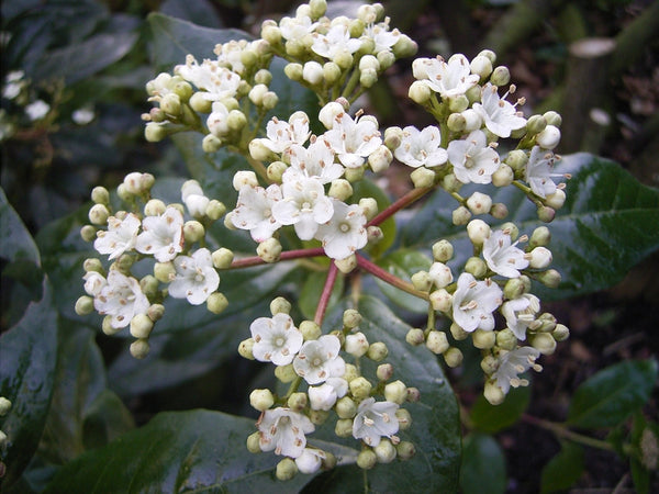 Viburnum tinus 'Gwenllian'