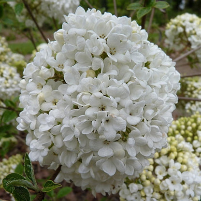 Viburnum 'Eskimo'
