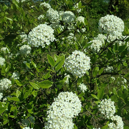 Viburnum burkwoodii