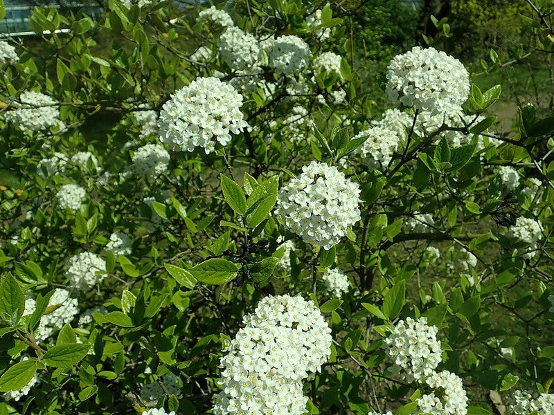 Viburnum burkwoodii