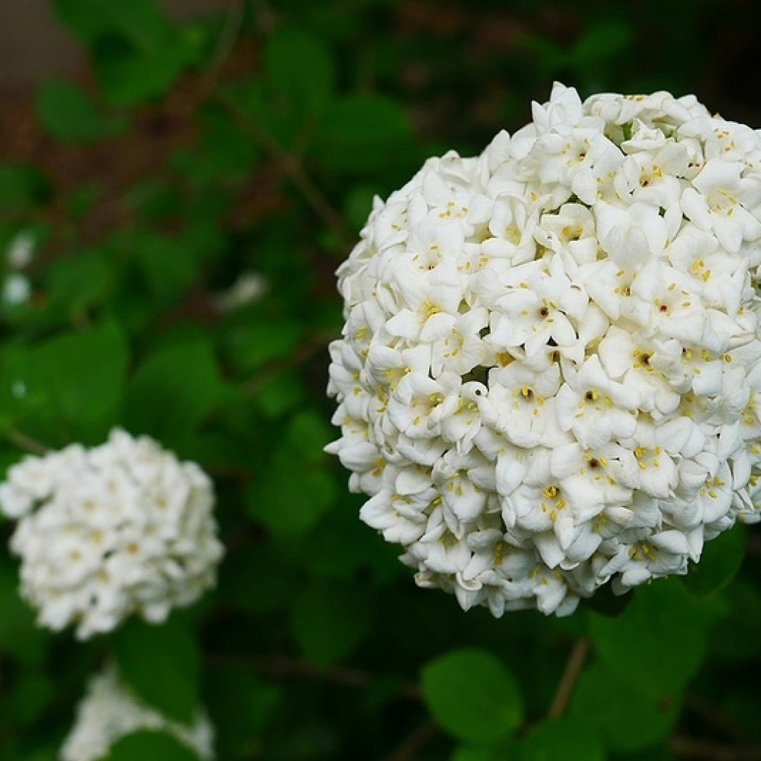 Viburnum carlesii