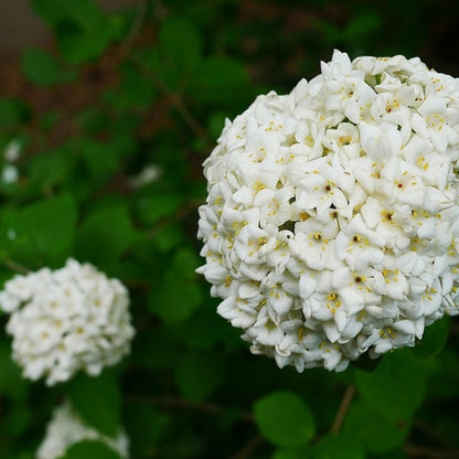 Viburnum carlesii