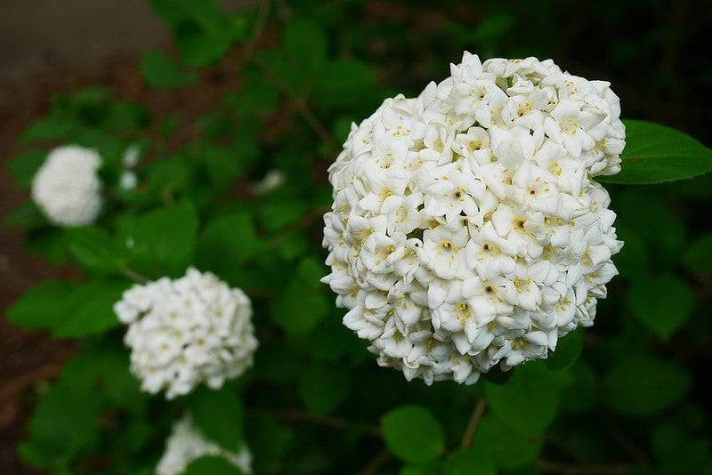 Viburnum carlesii