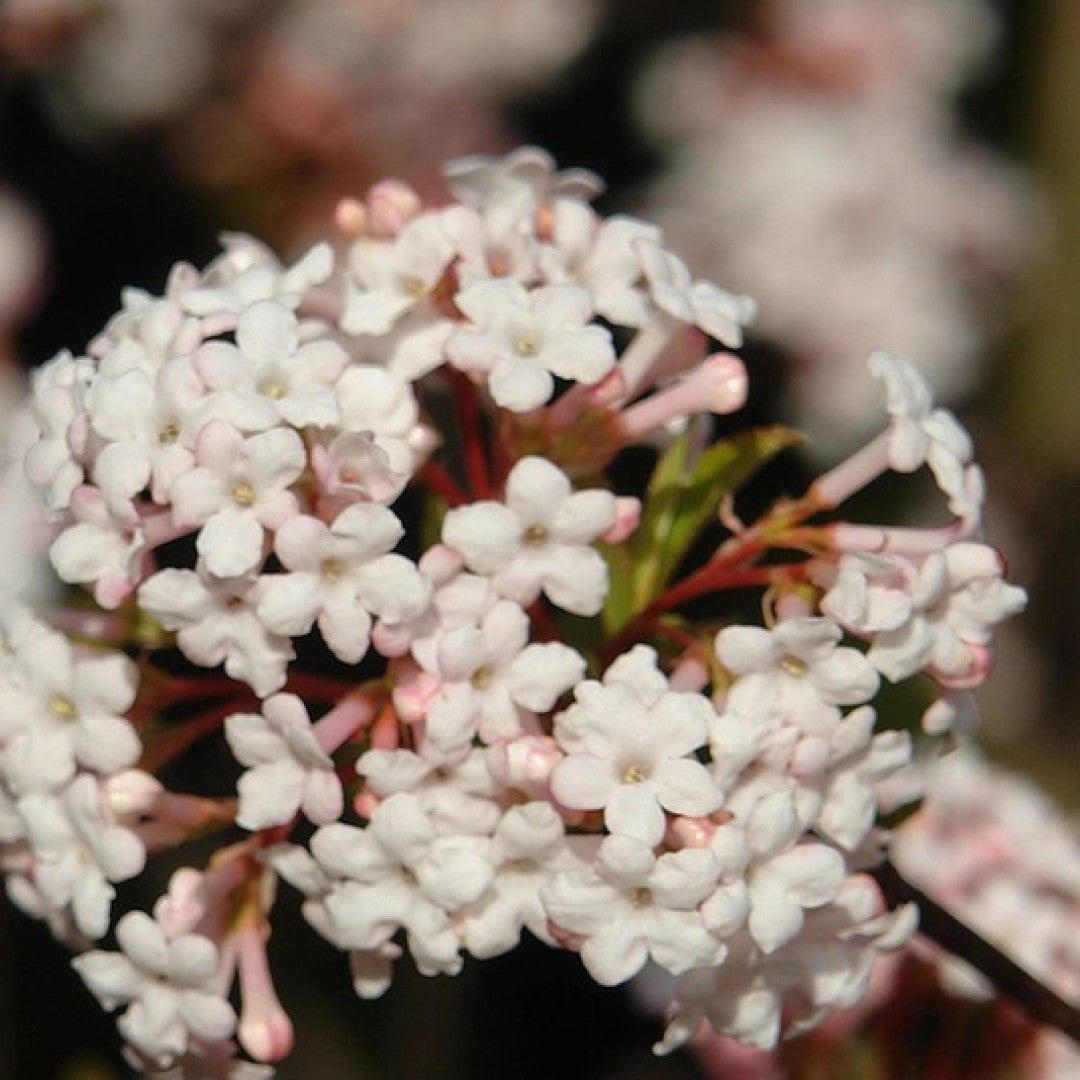 Viburnum farreri