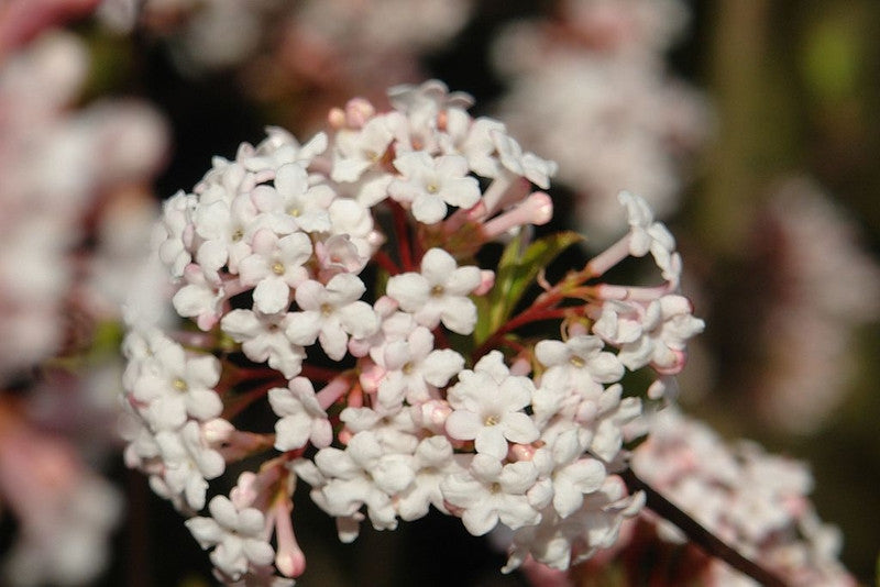 Viburnum farreri