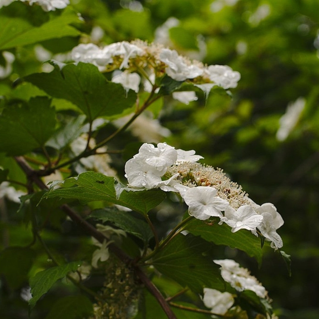 Viburnum opulus