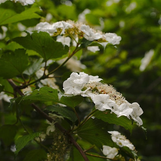 Viburnum opulus