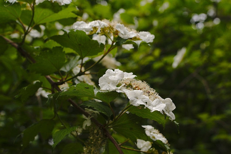 Viburnum opulus