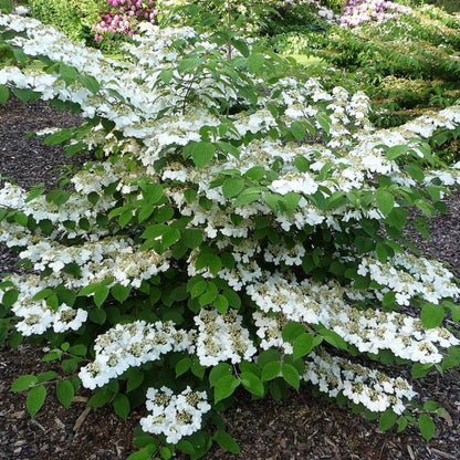 Viburnum plicatum 'Cascade'