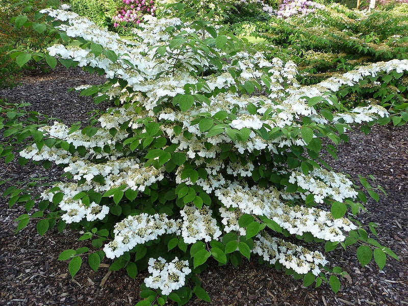 Viburnum plicatum 'Cascade'