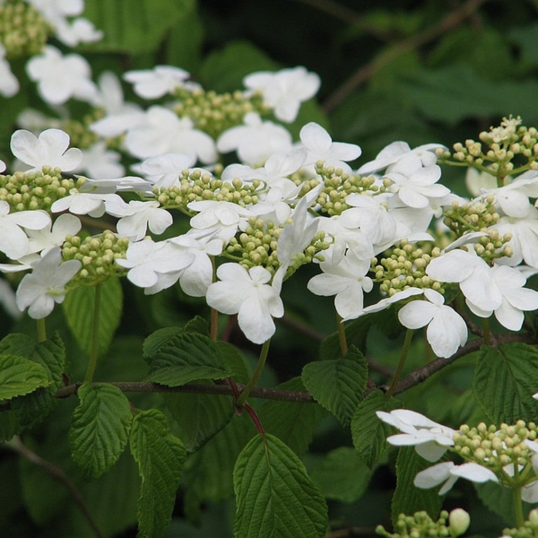 Viburnum plicatum 'Mariesii'