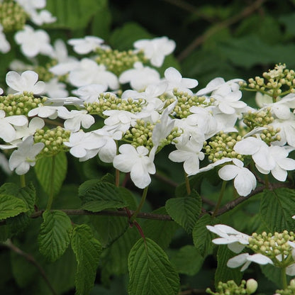 Viburnum plicatum 'Mariesii'