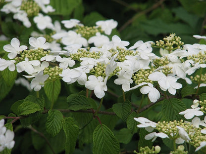 Viburnum plicatum 'Mariesii'