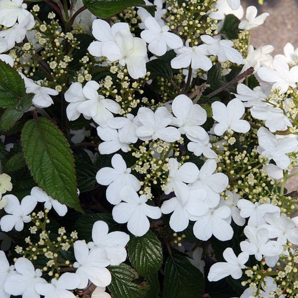 Viburnum plicatum 'Summer Snowflake'