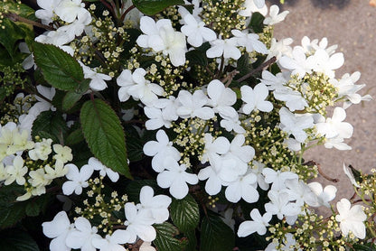 Viburnum plicatum 'Summer Snowflake'