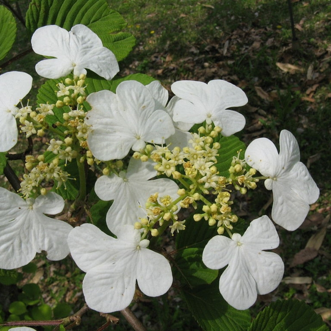 Viburnum plicatum tomentosum