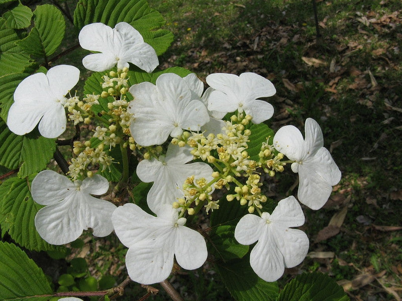 Viburnum plicatum tomentosum