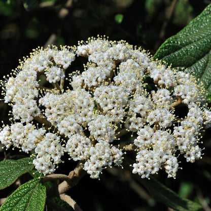 Viburnum rhytidophyllum