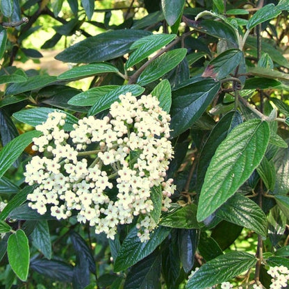 Viburnum 'Pragense'