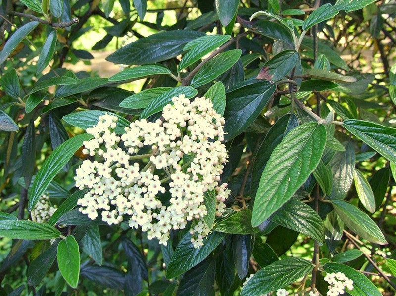 Viburnum 'Pragense'