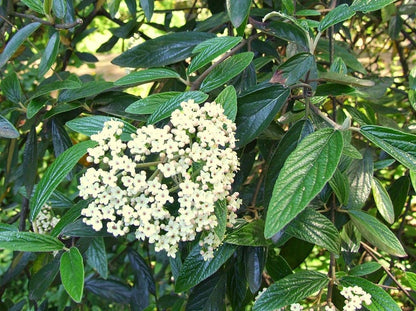 Viburnum 'Pragense'