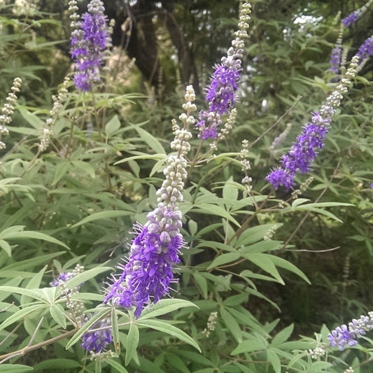 Vitex agnus-castus