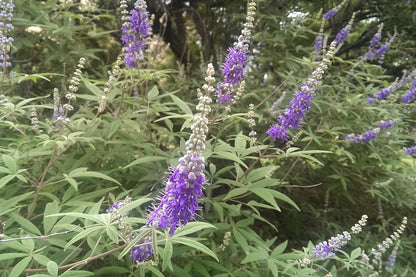 Vitex agnus-castus