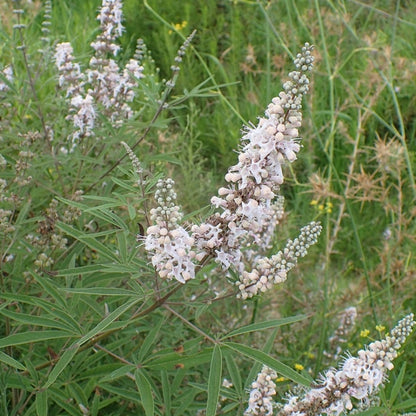Vitex agnus-castus 'Albus'