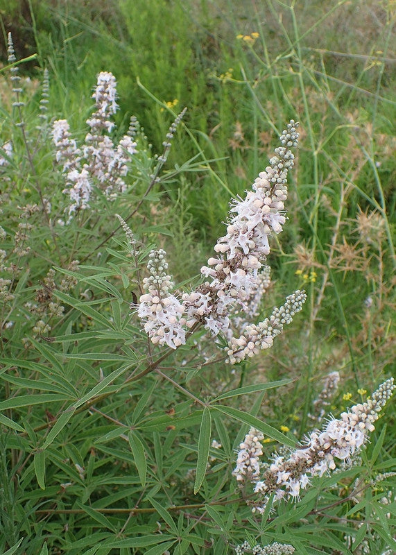 Vitex agnus-castus 'Albus'