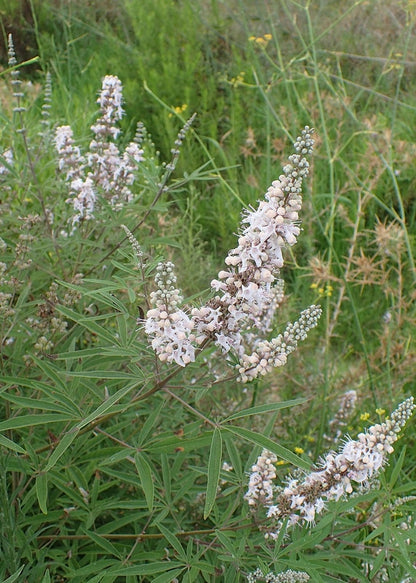 Vitex agnus-castus 'Albus'