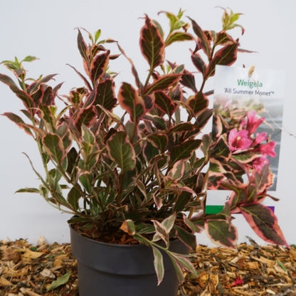 Weigela 'All Summer Monet'