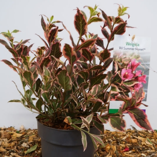 Weigela 'All Summer Monet'