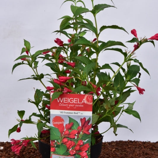 Weigela 'All Summer Red'