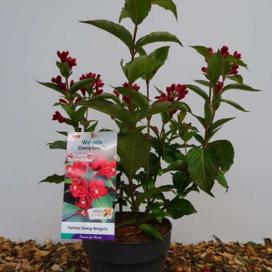 Weigela 'Cherry Love'