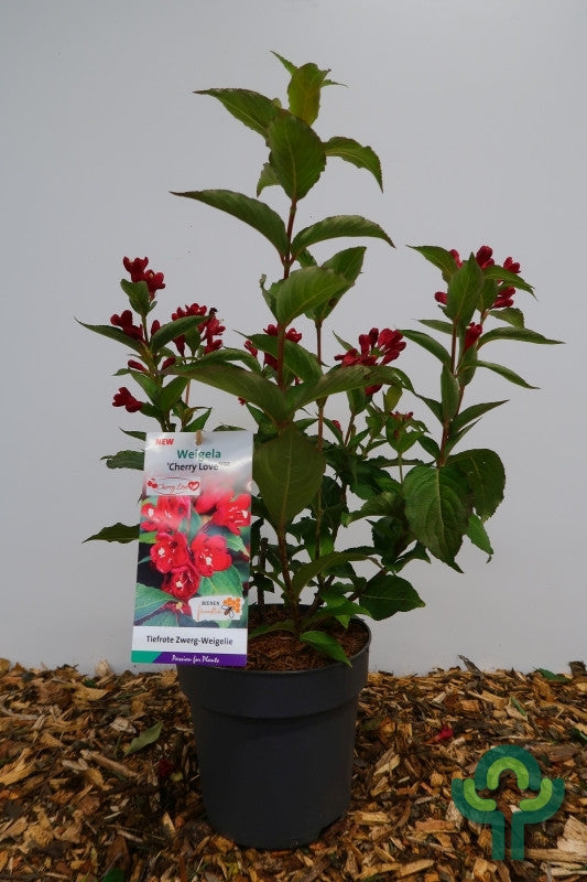 Weigela 'Cherry Love'