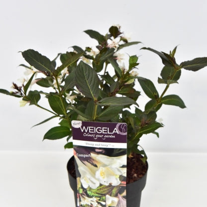 Weigela Ebony and Ivory