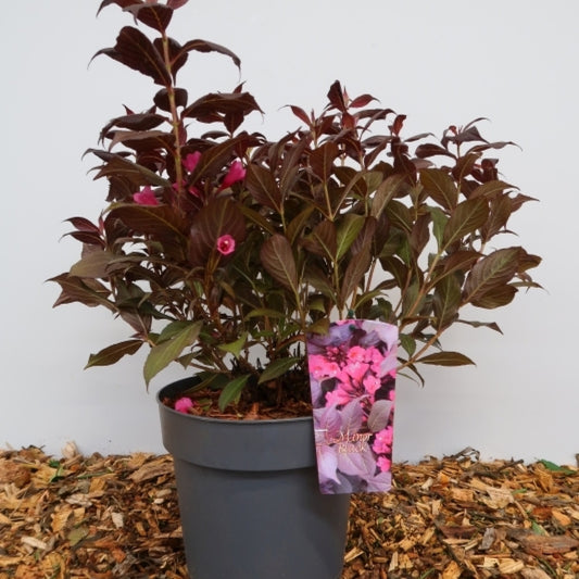 Weigela florida Minor Black